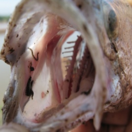 Bệnh đỉa cá - cách phòng & trị bệnh đĩa trên cá chẽm