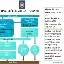 Mô hình và quy trình ương - nuôi 3 giai đoạn Công ty SANDO